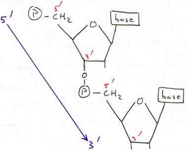 nucléotides