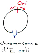 Ori et chromosome d'E. coli