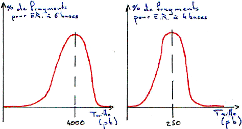 Digestion de l'ADN