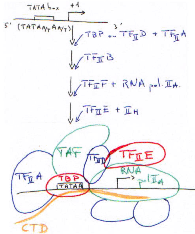 RNA Polymérase II maturation et structure