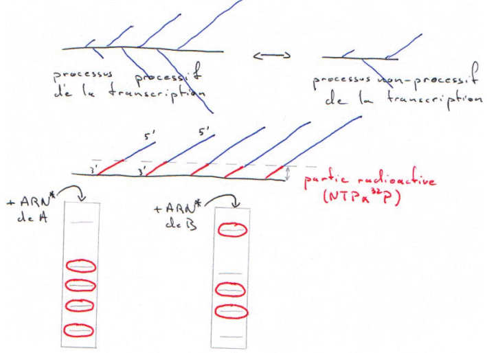 Transcription, initiation réinitiation, processud processif ARN