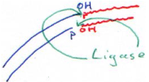 DNA ligase