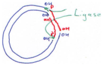 DNA ligase