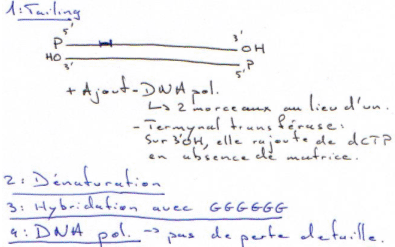 Marquage terminal : tailling