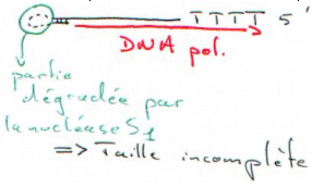 Reverse-transcriptase