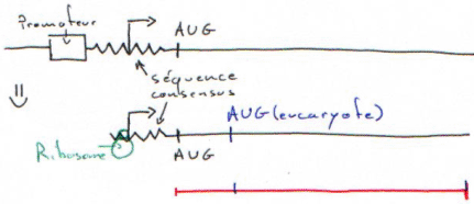 Plasmide vecteur d'expression : promoteur / AUG / séquence consensus