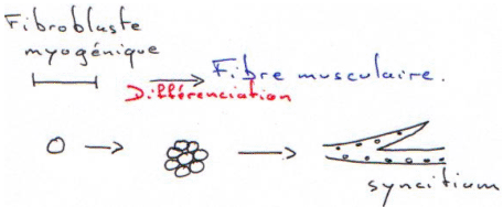 fibroblaste myogénique et différenciation en fibre musculaire