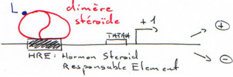 Transfection, HRE