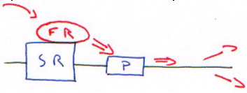 Transfection, cDNA, FR, SR, P