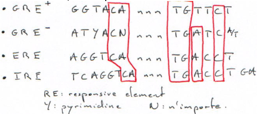 Transfection, séquences bipartites