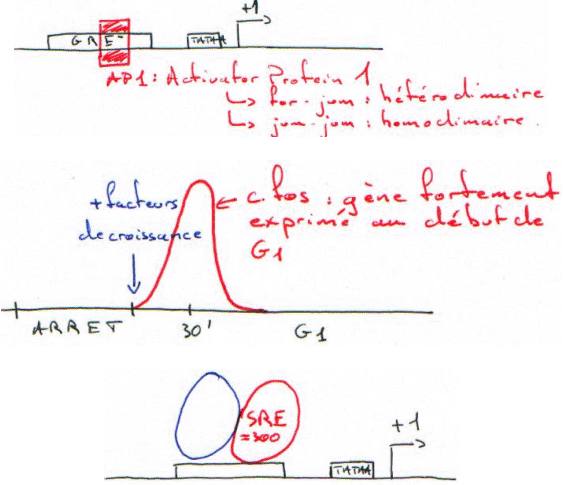 transfection : transactivation et transrépression