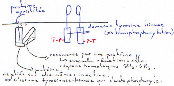 Protéine sarc et tranfection