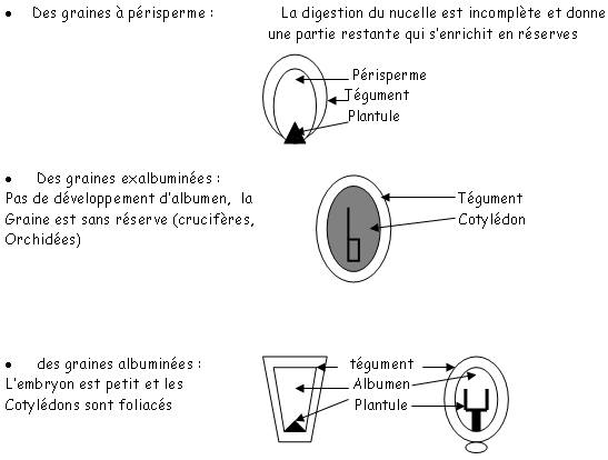 Représentations des graines d'angiospermes à périsperme, exalbuminées ou albuminées