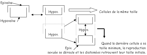 exemple de reproduction de Diatomée avec épivalve et hypovalve