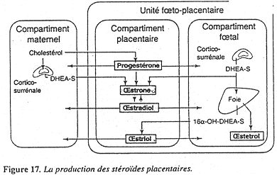 La production des stéroïdes placentaires