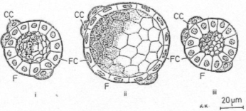 3 vue du follicule thyroïdien