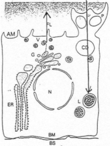 Cellule de la thyroïde