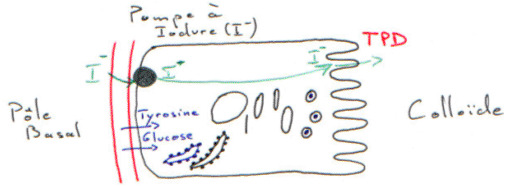 Synthèse de composé thyroïdien, tyrosine, glucose, I-, TPD / Colloïde