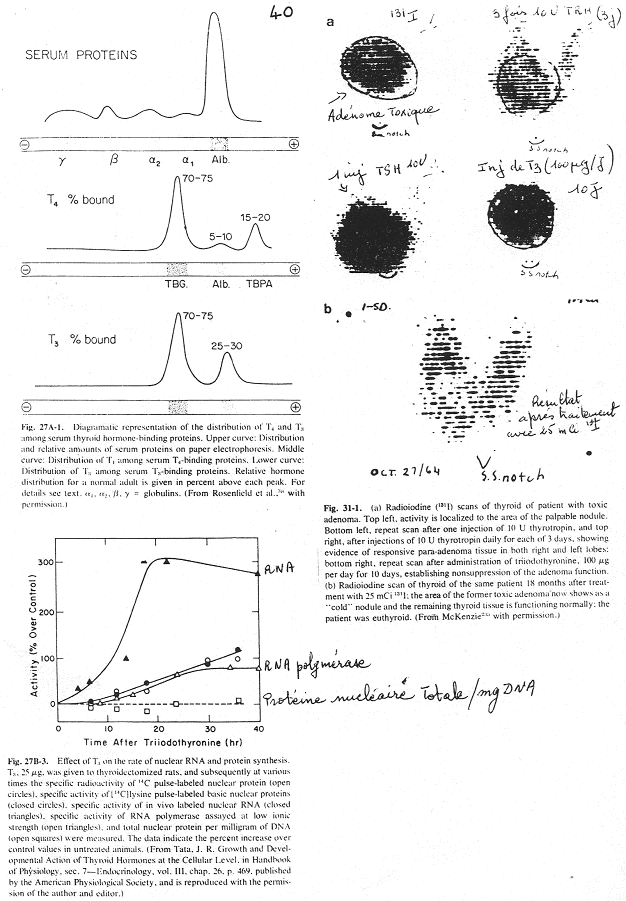 Synthèse des hormones thyroïdiennes