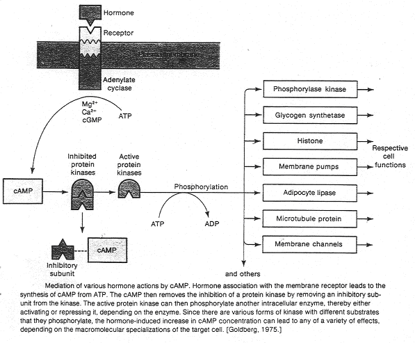 Différentes modalités d'action d'hormones et lieux d'actions