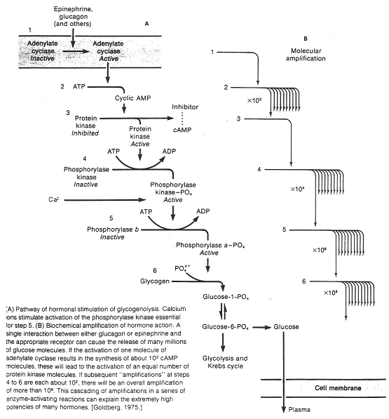 Chemin d'activité de la Glycogénolyse