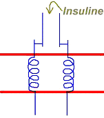 Cas de l'insuline