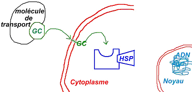 Hormones lipophiles et protéines chaperons