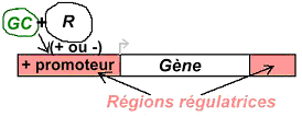 Hormones lipophiles et protéines chaperons