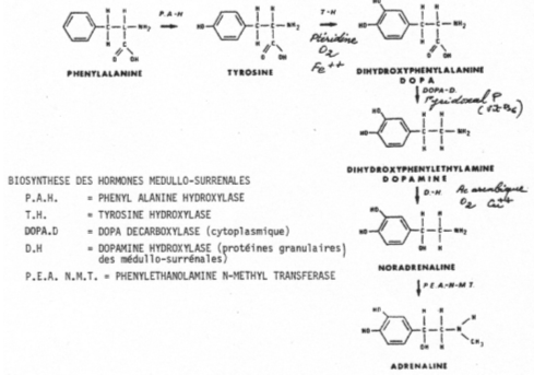 Bio-synthèse des hormones médullo-surrénales