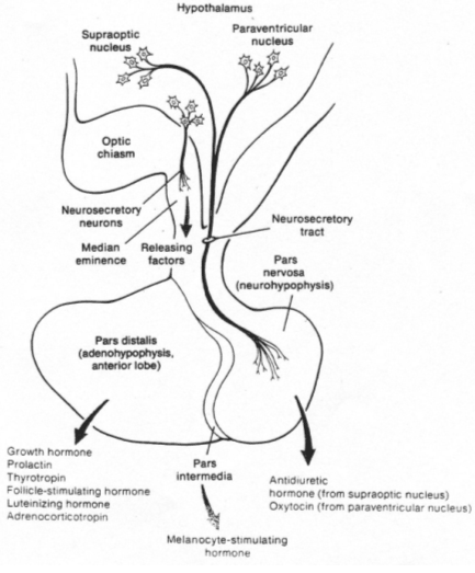 Neurohypophyse