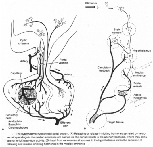 Neurohypohyse, irrigation sanguine et innervation