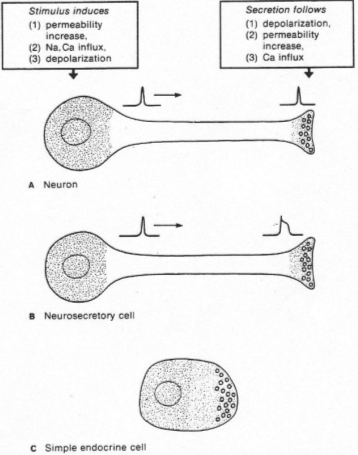 Neurone, cellule neurosécrétrice, cellule endocrine simple