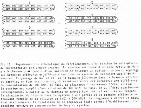 Schéma du fonctionnement de concentration à contre-courant