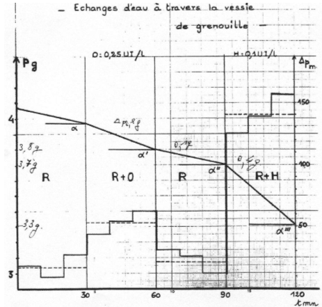 Echange d'eau à travers la vessie de grenouille