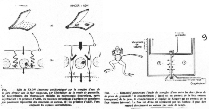 Effet de l'ADH sur le transfert d'eau de la séreuse vers la muqueuse par l'épithélium de vessie de grenouille