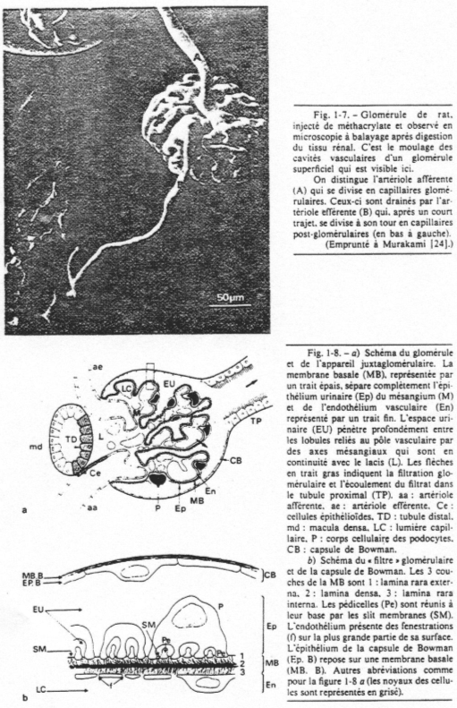 Glomérule de rat