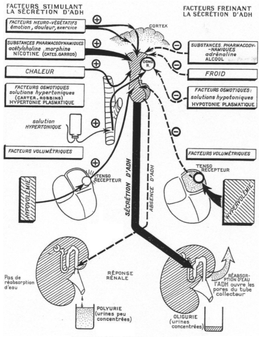 Activation et inhibition de la sécrétion d'ADH