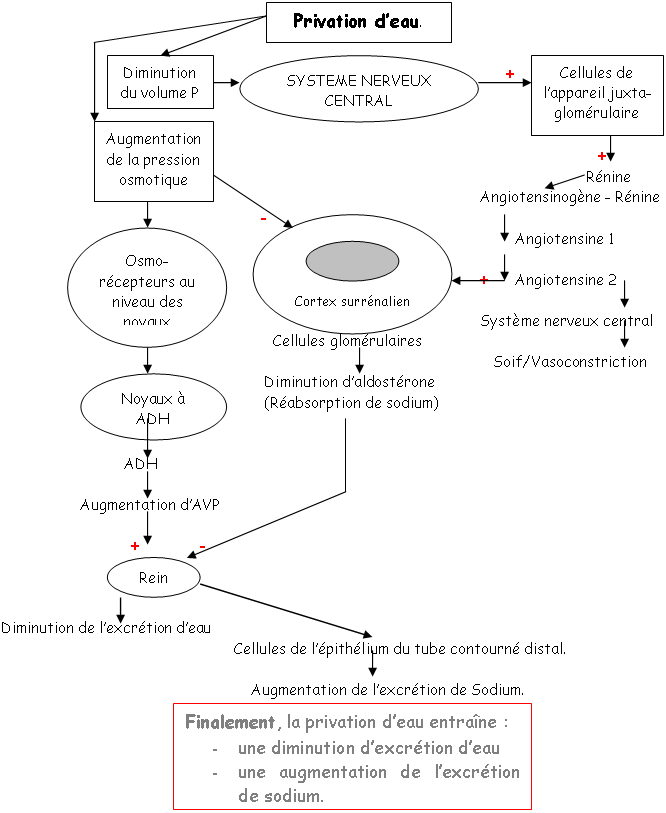 Schéma représentant la privation d'eau