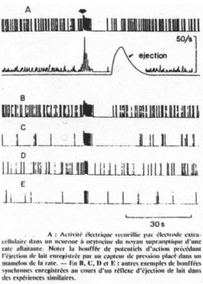 Enregistrement des corps cellulaires de neurones à ocytocine