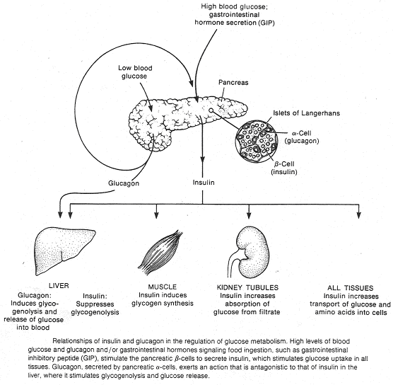 Régulation entre les différents organes et l'insuline