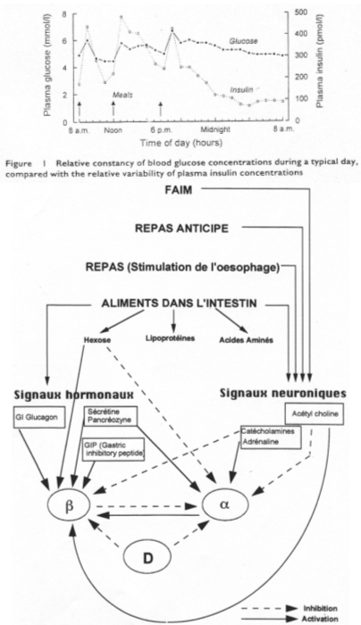 Signaux hormonaux et neuroniques sur la régulation d'insuline