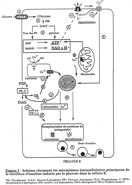 Régulation de l'insuline au niveau cellulaire (cellule B)