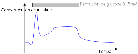 Régulation de la synthèse et libération d'insuline en fonction du taux de glucose dans le sang