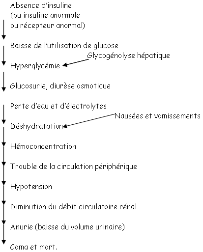 Schéma des effets globaux de l'insuline sur le métabolisme glucidique