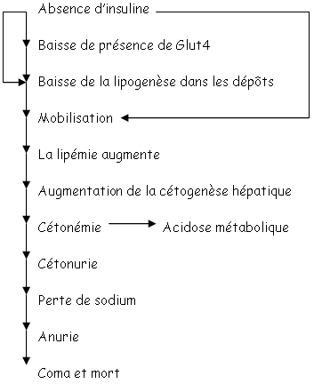 Effet de la présence ou de l'absence d'insuline et du métabolisme lipidique