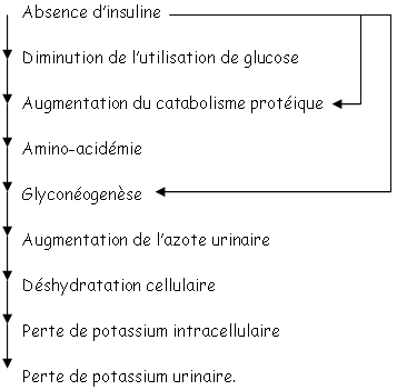 Effet de l'insuline (absence/présence) sur le métabolisme protéique