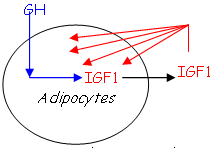 Adipocytes et effets de GH et IGF1