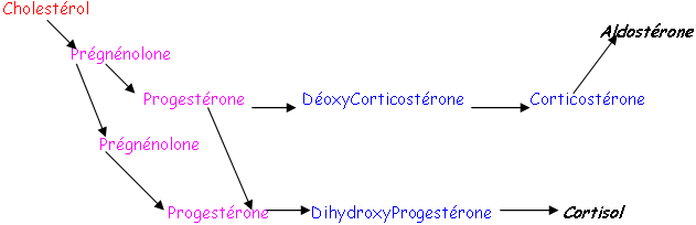 Passage du cholestérol à l'Aldostérone