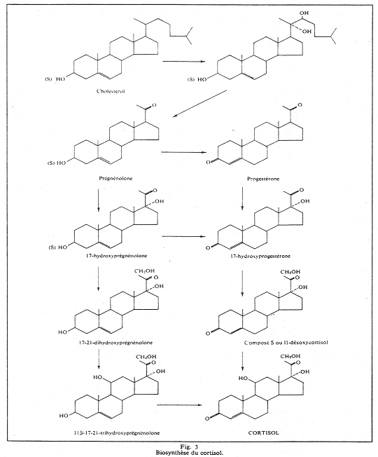 Biosynthèse du cortisol