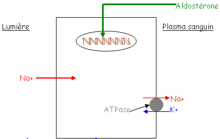 Effet de l'aldostérone